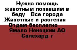 Нужна помощь животным попавшим в беду - Все города Животные и растения » Отдам бесплатно   . Ямало-Ненецкий АО,Салехард г.